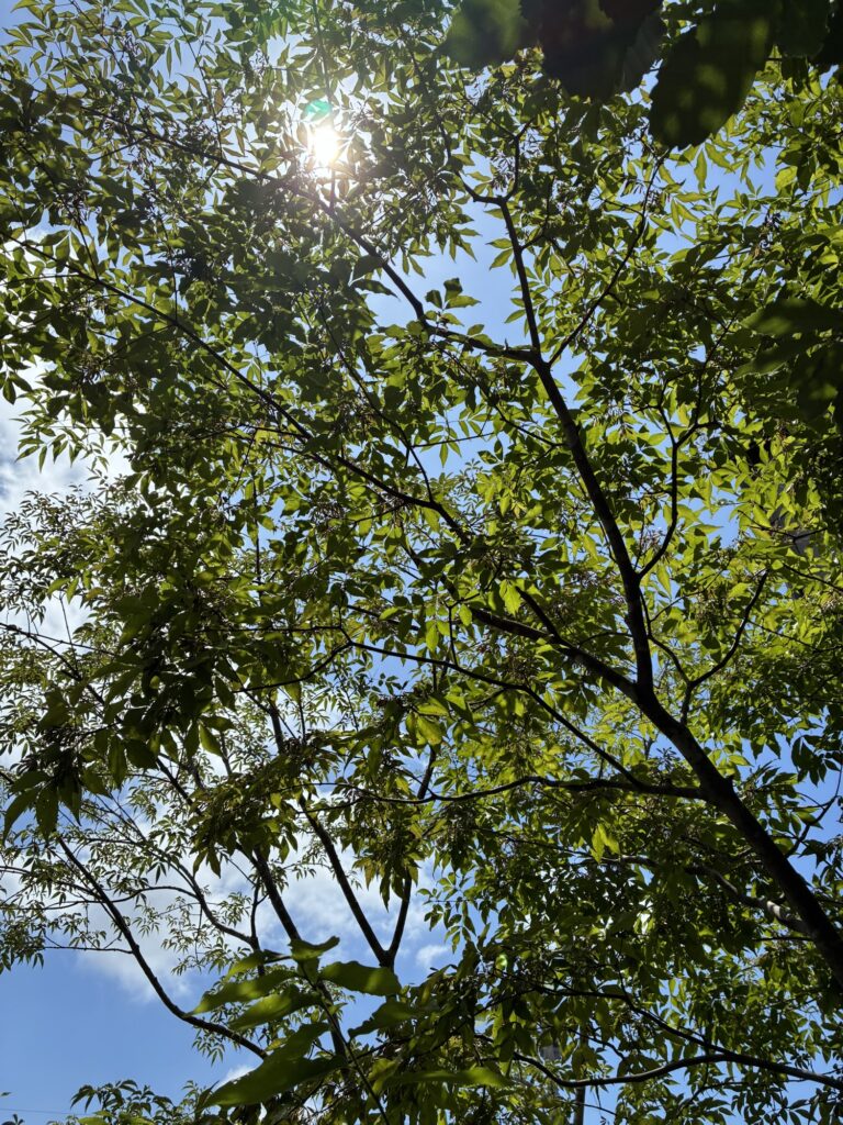 木漏れ日、木陰、風鈴とメダカ